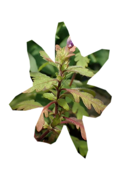 hygrophila-pinnatifida