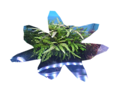 hygrophila-pinnatifida