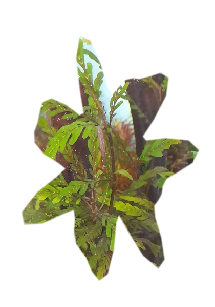 hygrophila-pinnatifida