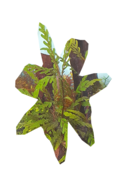 hygrophila-pinnatifida