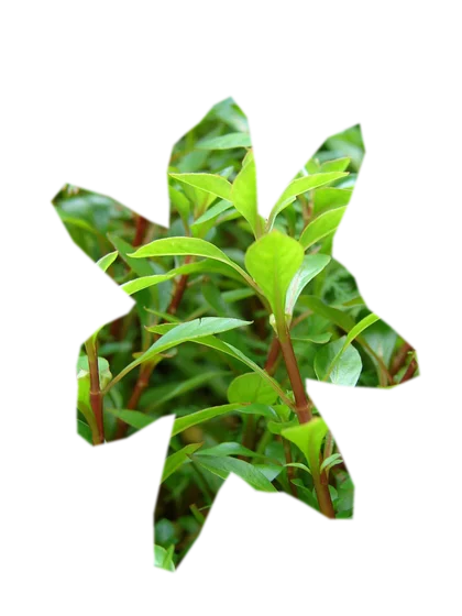 ludwigia-mini-super-red