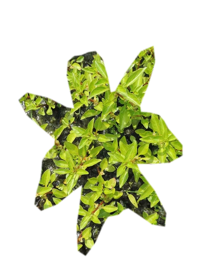ludwigia-mini-super-red