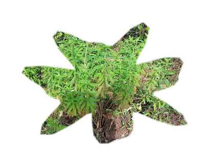 pogostemon-erectus
