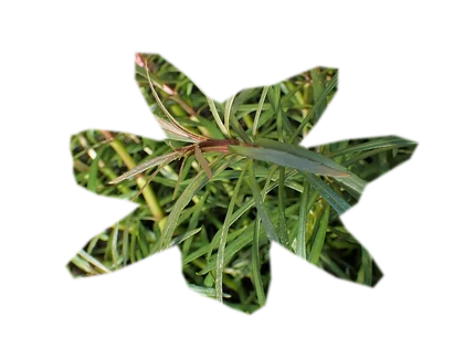 pogostemon-erectus