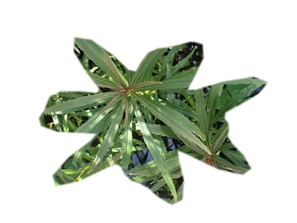 pogostemon-erectus