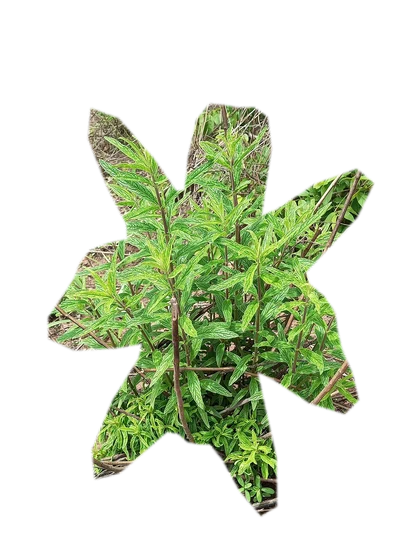 pogostemon-erectus