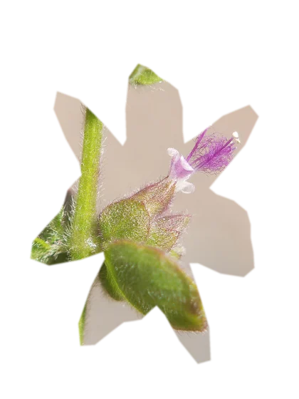 pogostemon-erectus