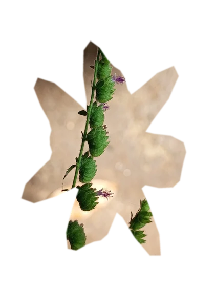 pogostemon-erectus