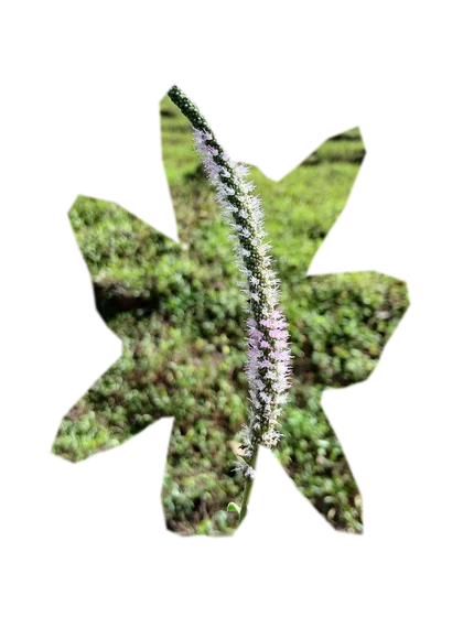pogostemon-erectus