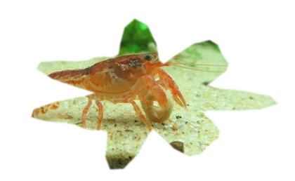 pogostemon-helferi