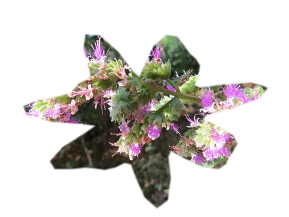 pogostemon-helferi