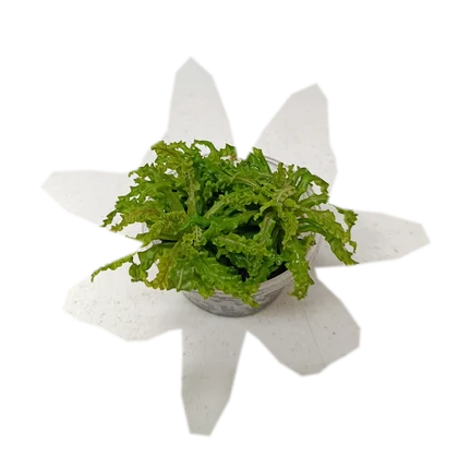 pogostemon-helferi