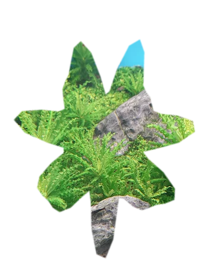 pogostemon-helferi