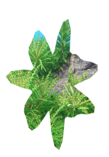 pogostemon-helferi