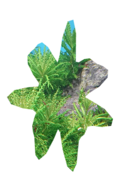 pogostemon-helferi