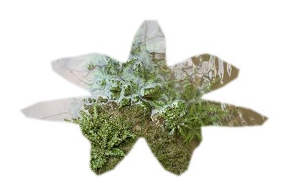 pogostemon-helferi