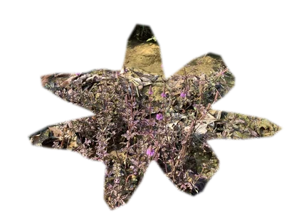 pogostemon-helferi