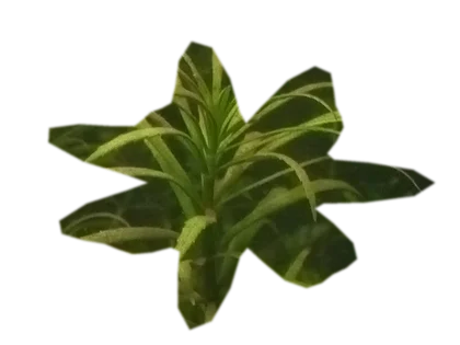 pogostemon-helferi
