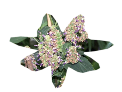 pogostemon-helferi
