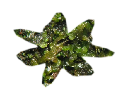 riccardia-chamedryfolia