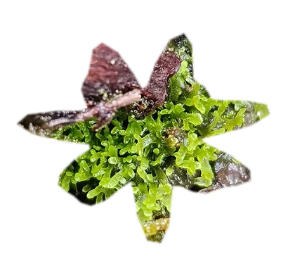 riccardia-chamedryfolia