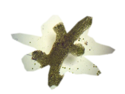 riccardia-chamedryfolia