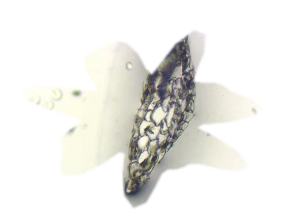riccardia-chamedryfolia