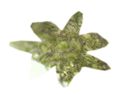 riccardia-chamedryfolia