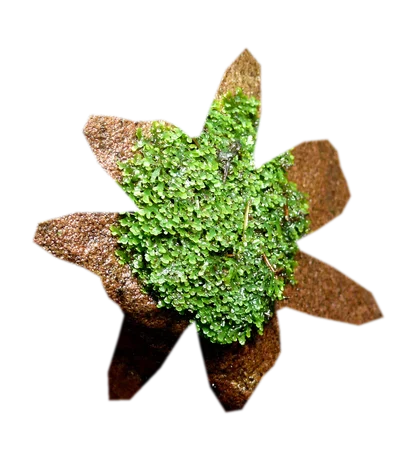 riccardia-chamedryfolia