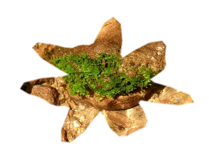 riccardia-chamedryfolia