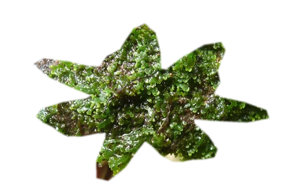 riccardia-chamedryfolia