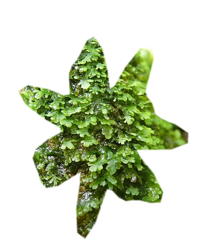 riccardia-chamedryfolia