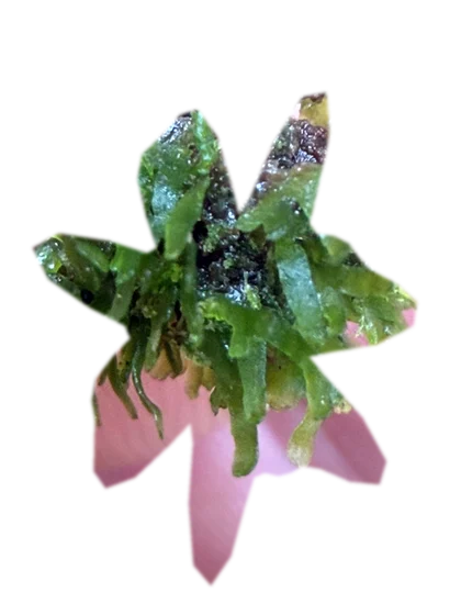 riccardia-chamedryfolia