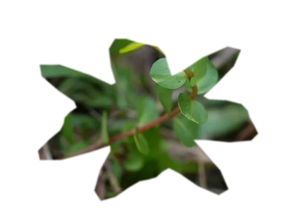 rotala-macrandra