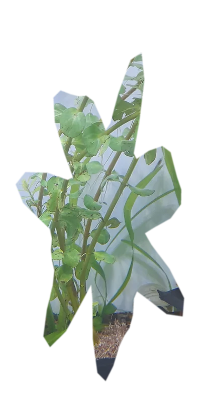 rotala-macrandra