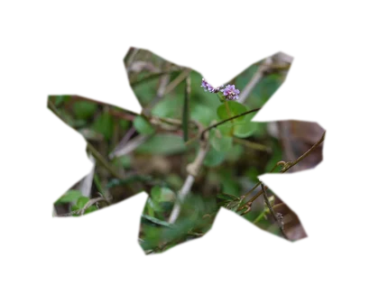 rotala-macrandra