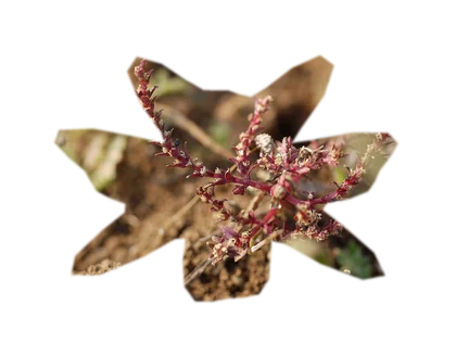 rotala-macrandra