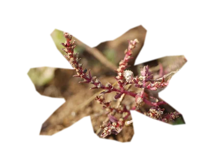 rotala-macrandra