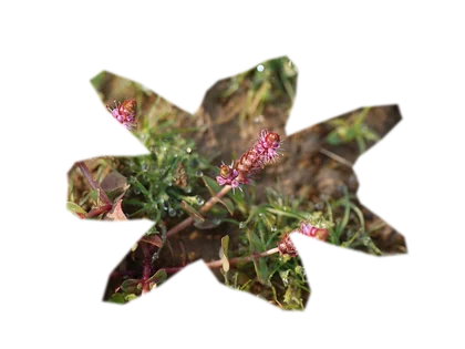 rotala-macrandra