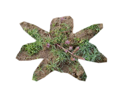 rotala-macrandra