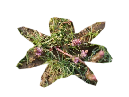 rotala-macrandra