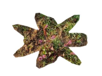 rotala-macrandra