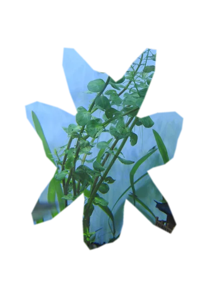rotala-macrandra