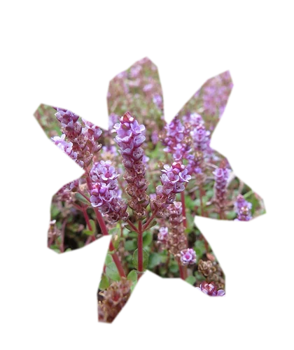 rotala-rotundifolia