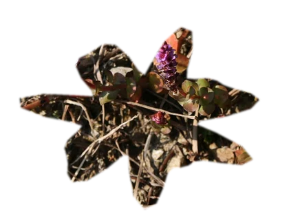 rotala-rotundifolia