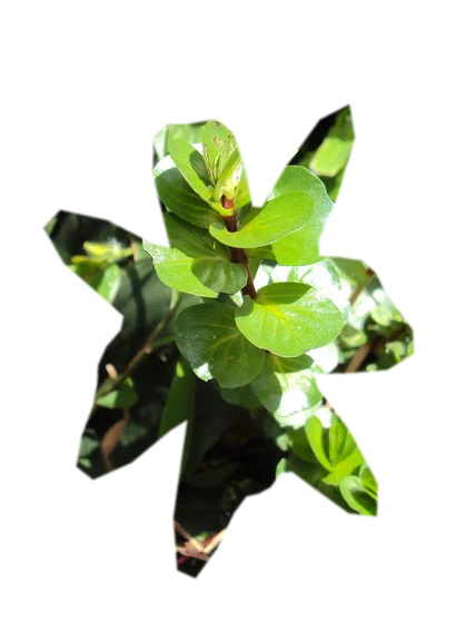 rotala-rotundifolia