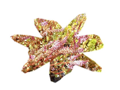 rotala-rotundifolia