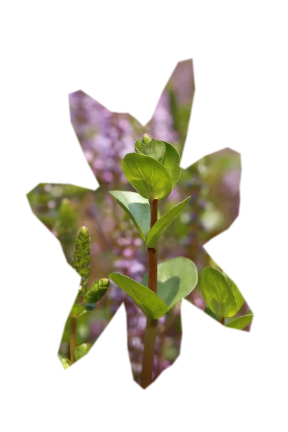 rotala-rotundifolia