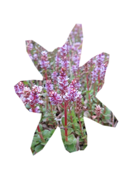 rotala-rotundifolia