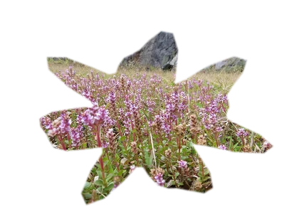 rotala-rotundifolia